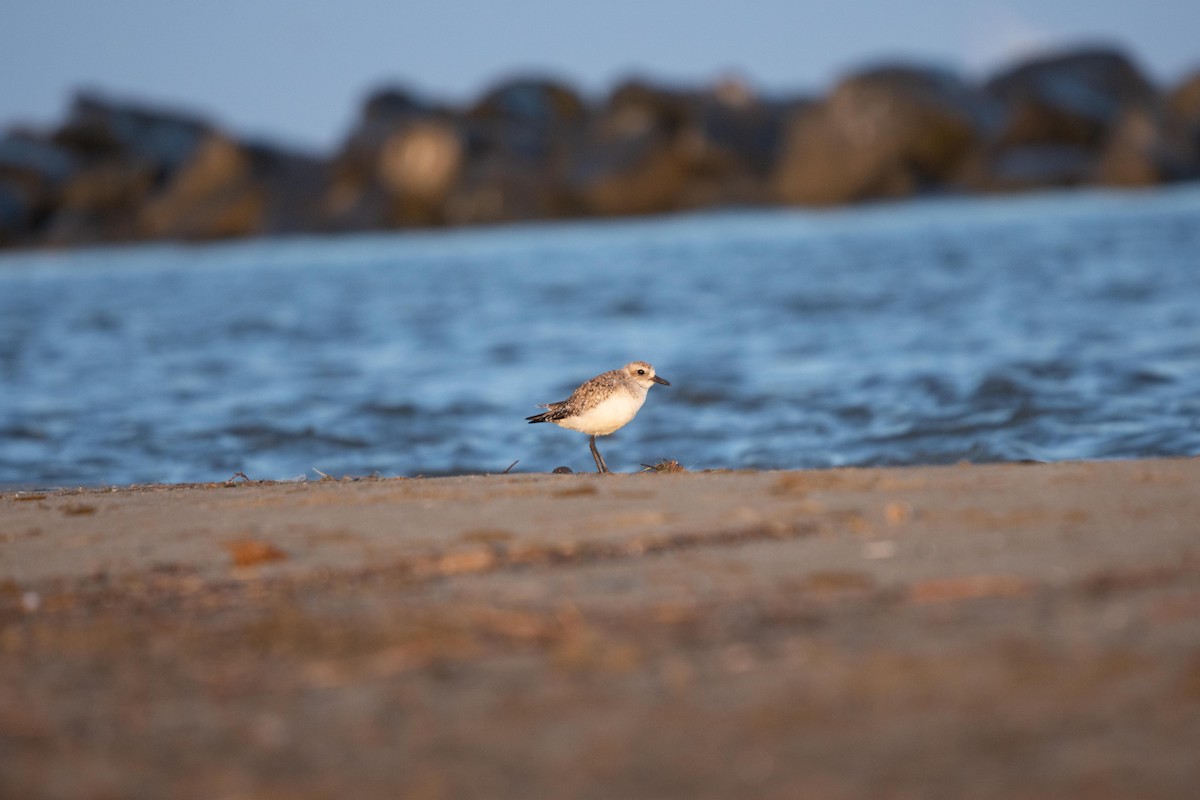 Black-bellied Plover - ML324323611