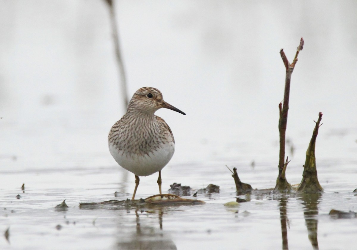 Pectoral Sandpiper - ML324328861
