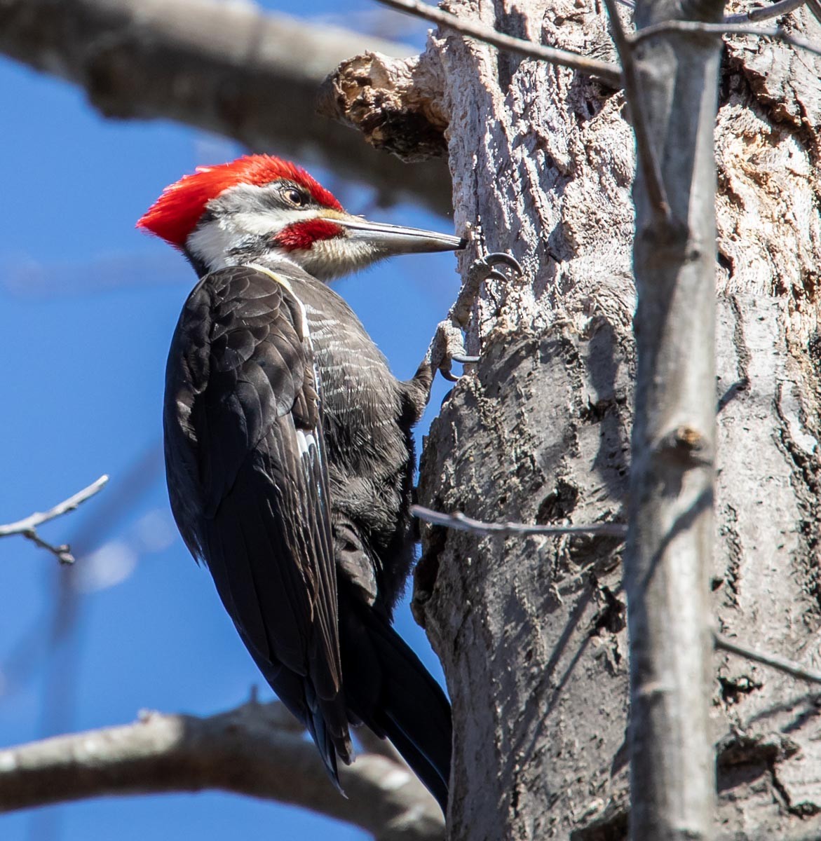 Pileated Woodpecker - ML324328991