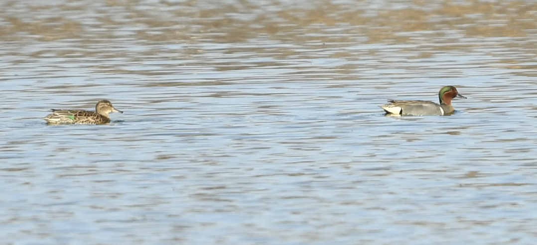 Green-winged Teal - ML324330261