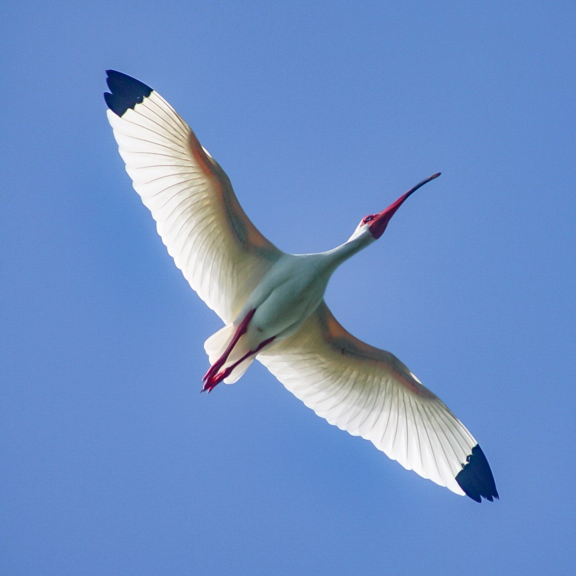 White Ibis - ML324331781