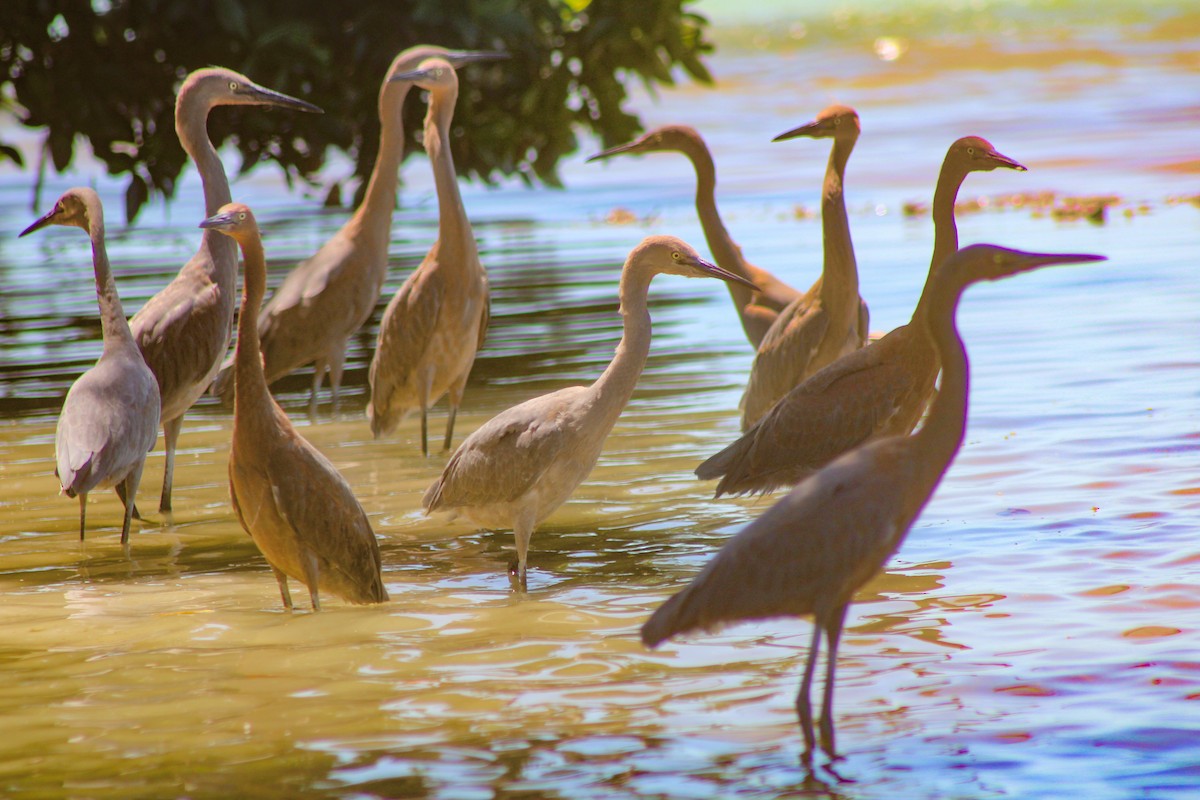 Reddish Egret - ML324331851