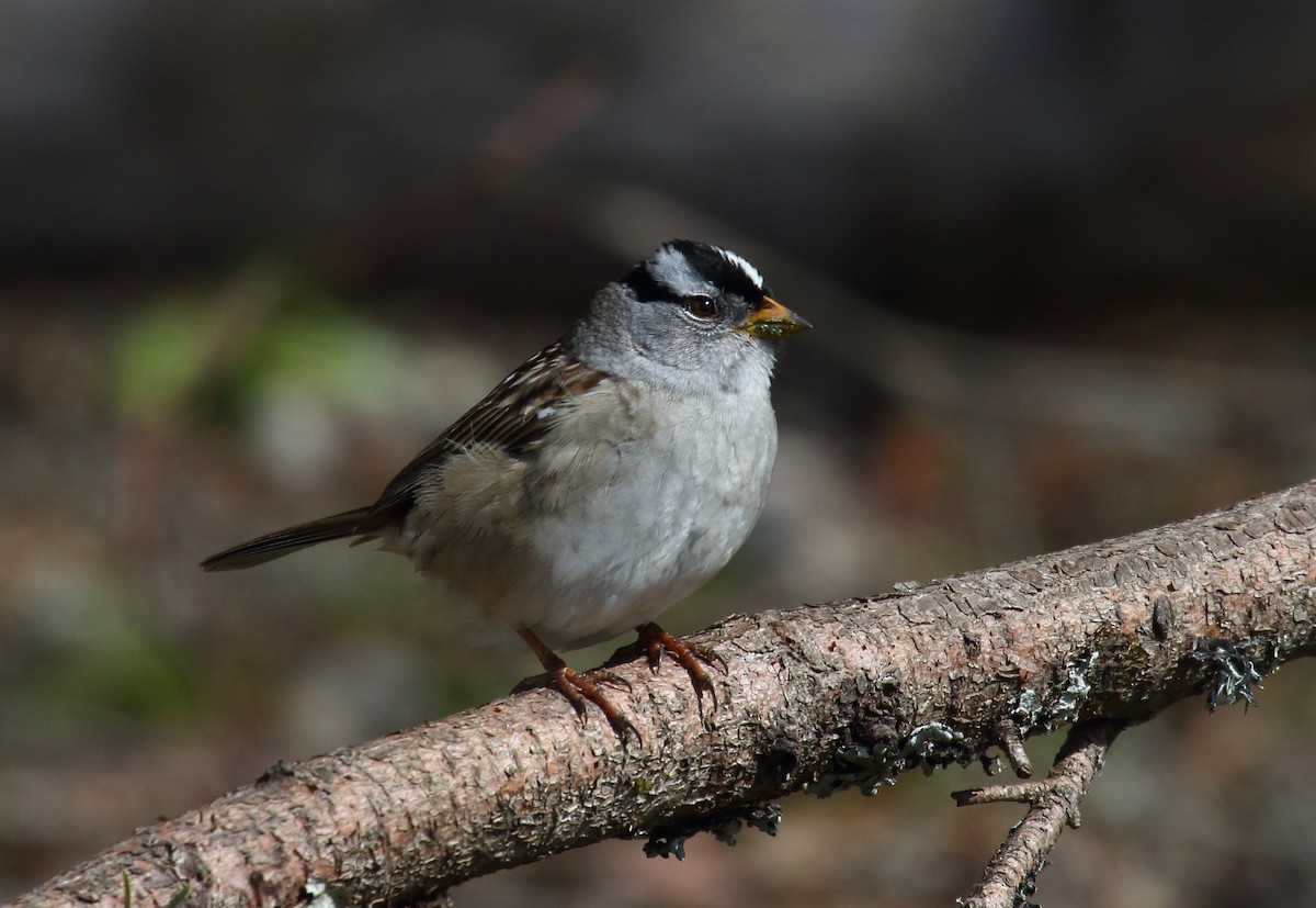 White-crowned Sparrow (pugetensis) - Greg Gillson