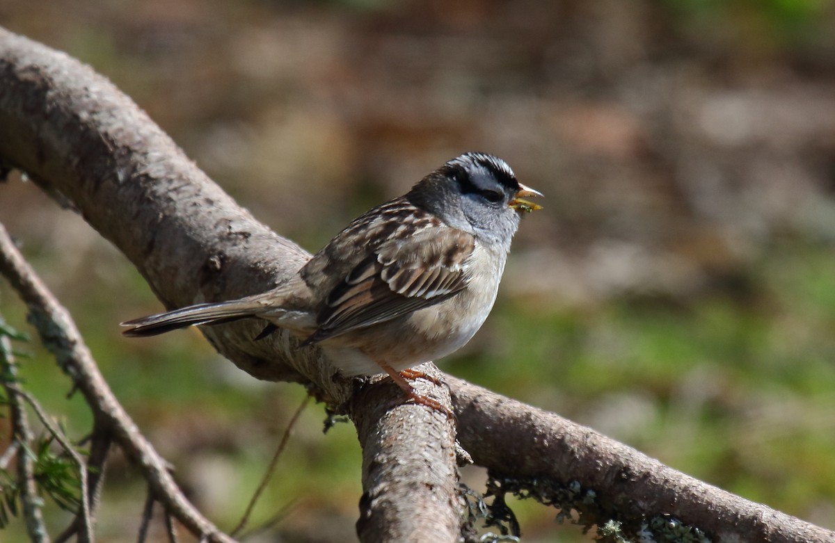 White-crowned Sparrow (pugetensis) - Greg Gillson