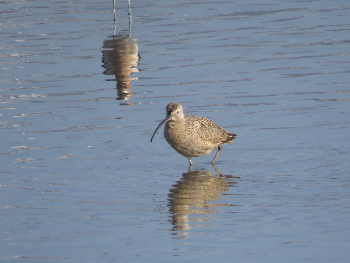 Long-billed Curlew - ML324333281