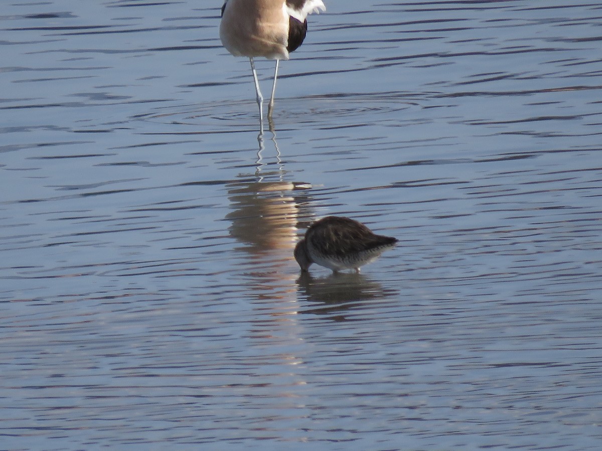 Long-billed Dowitcher - ML324333291