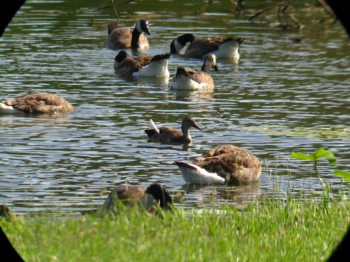 Gadwall - ML32433331