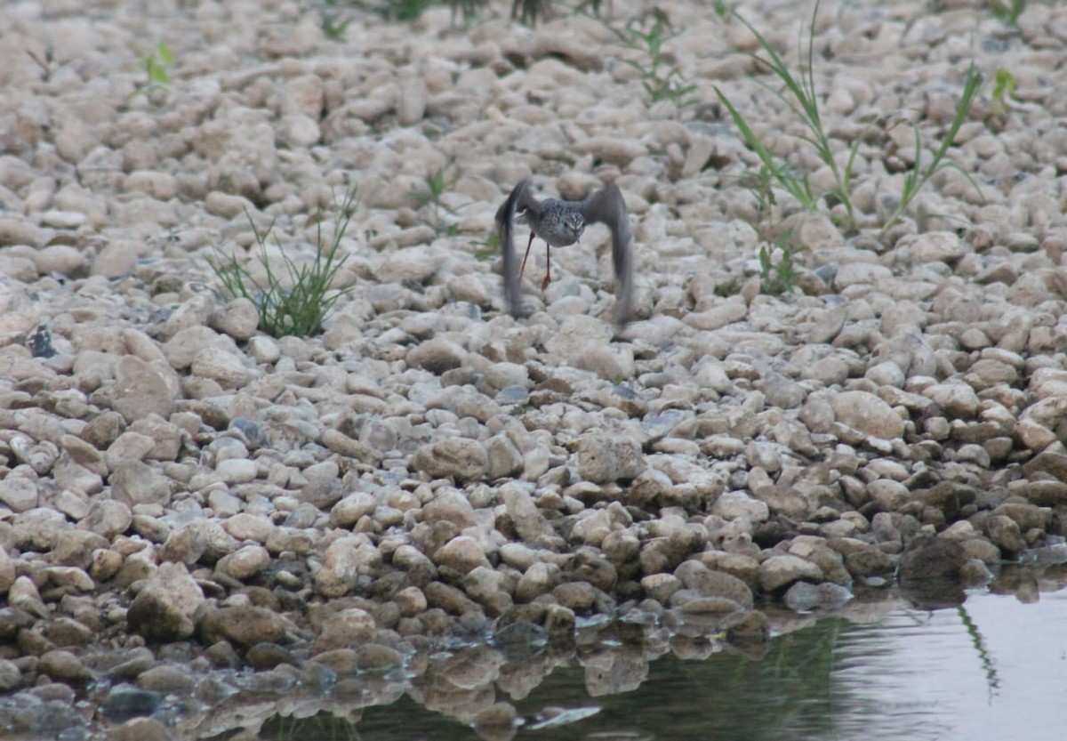 Lesser Yellowlegs - ML324334111