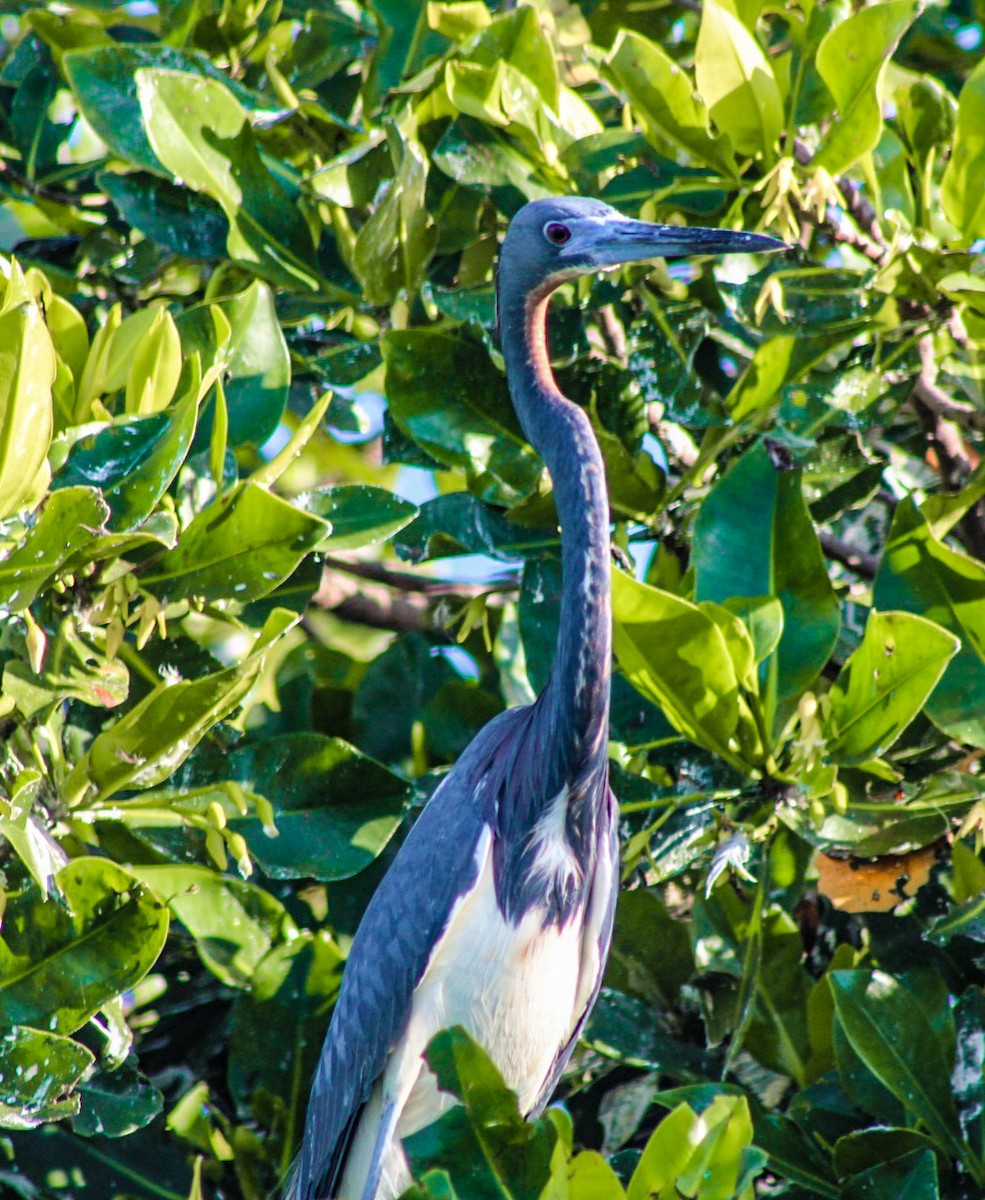 Tricolored Heron - ML324334541
