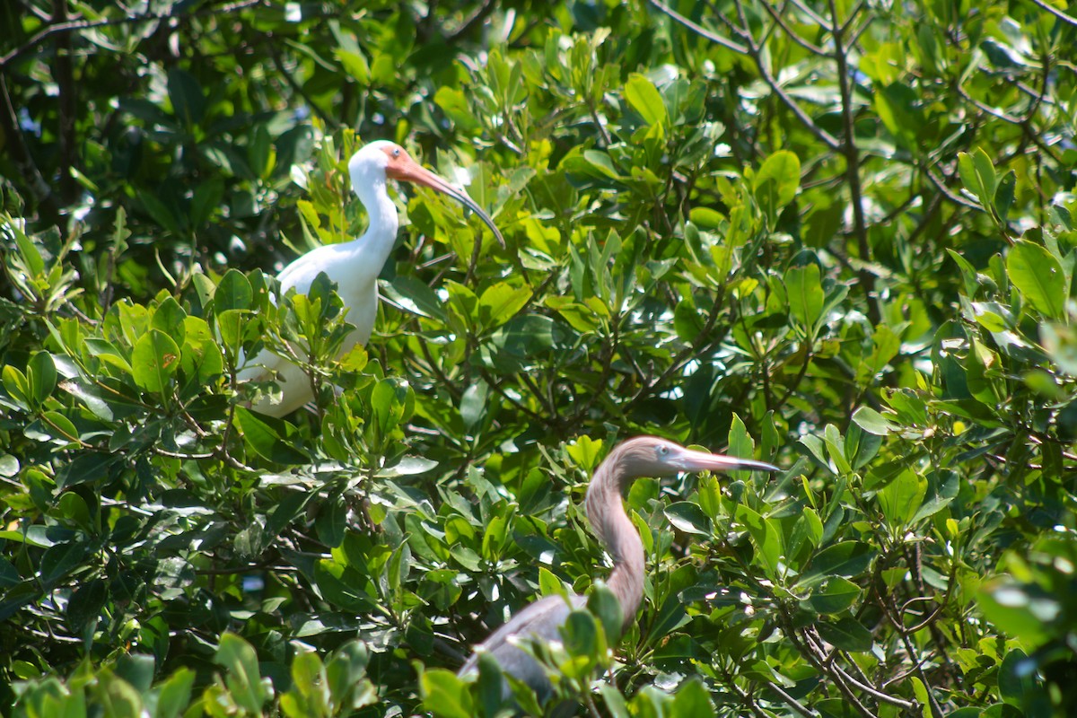 Reddish Egret - ML324334611