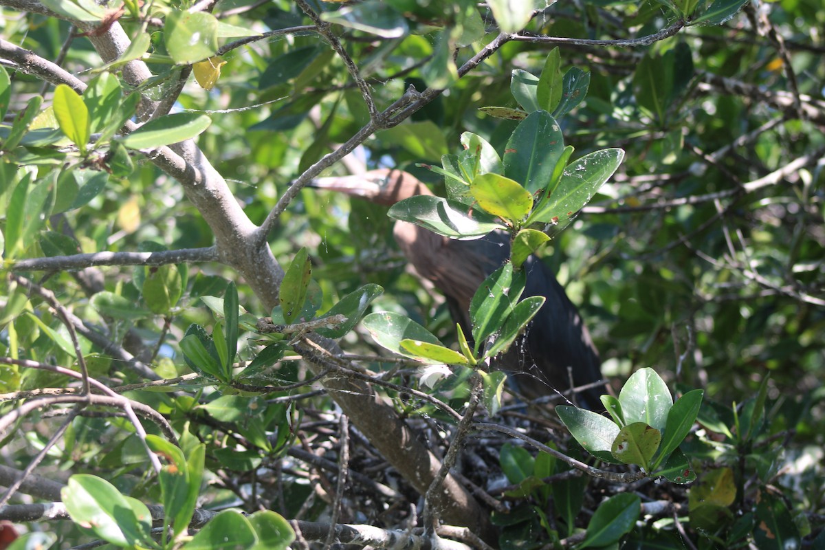 Reddish Egret - ML324334781