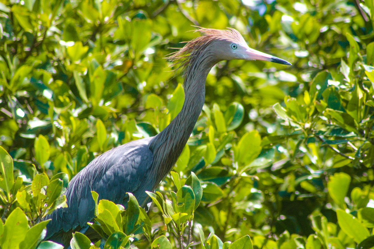 Reddish Egret - ML324334821