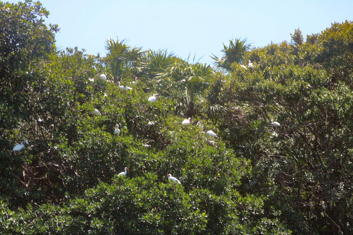 White Ibis - ML324335161