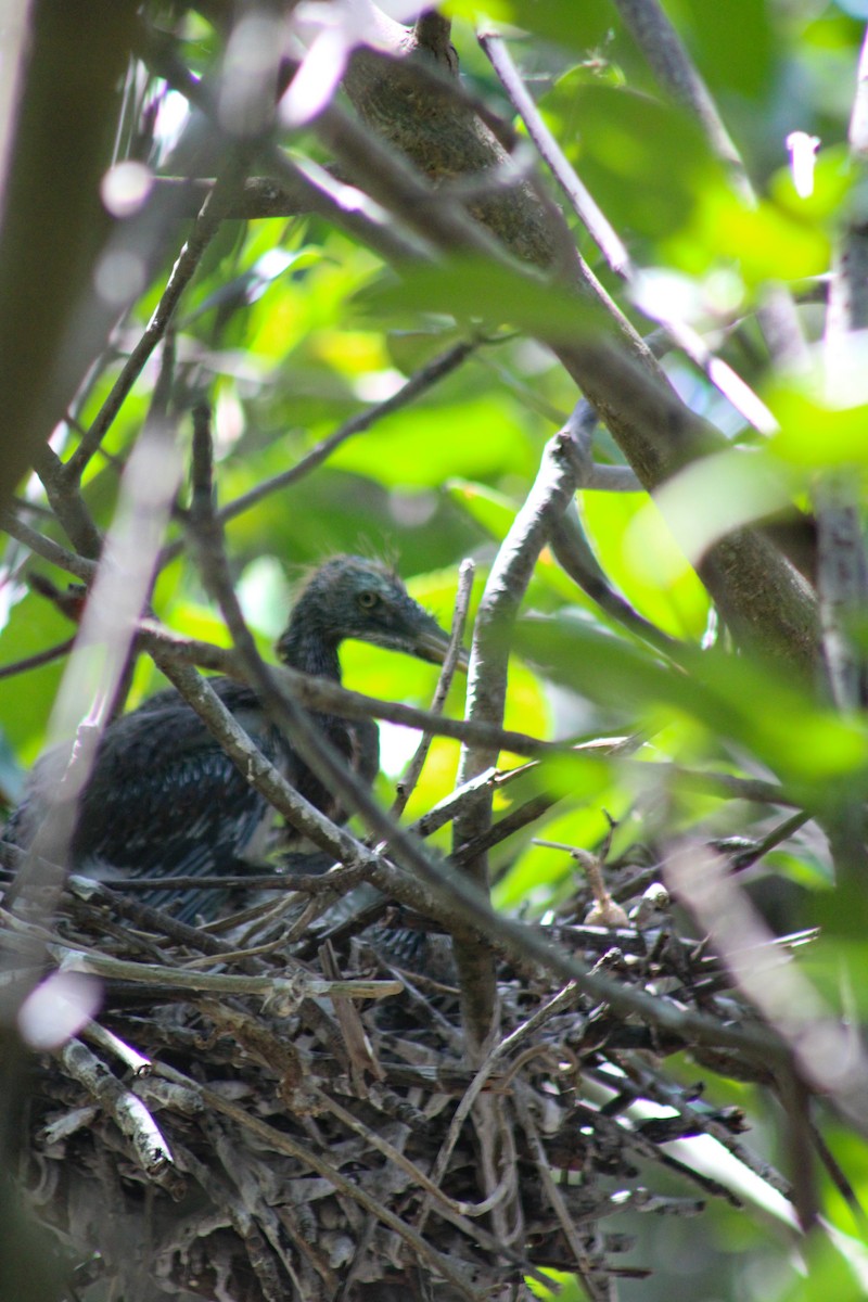 Tricolored Heron - ML324335201