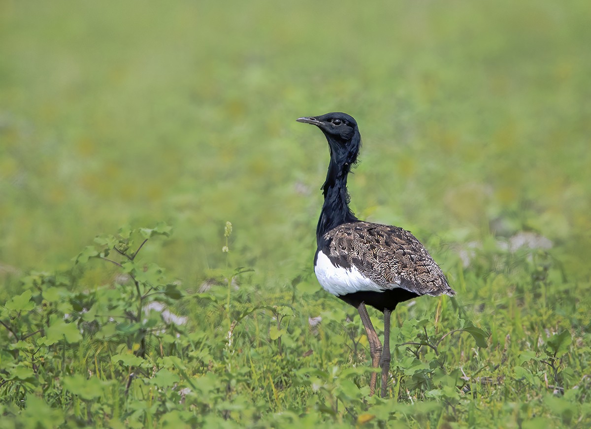 ML324337361 - Bengal Florican - Macaulay Library