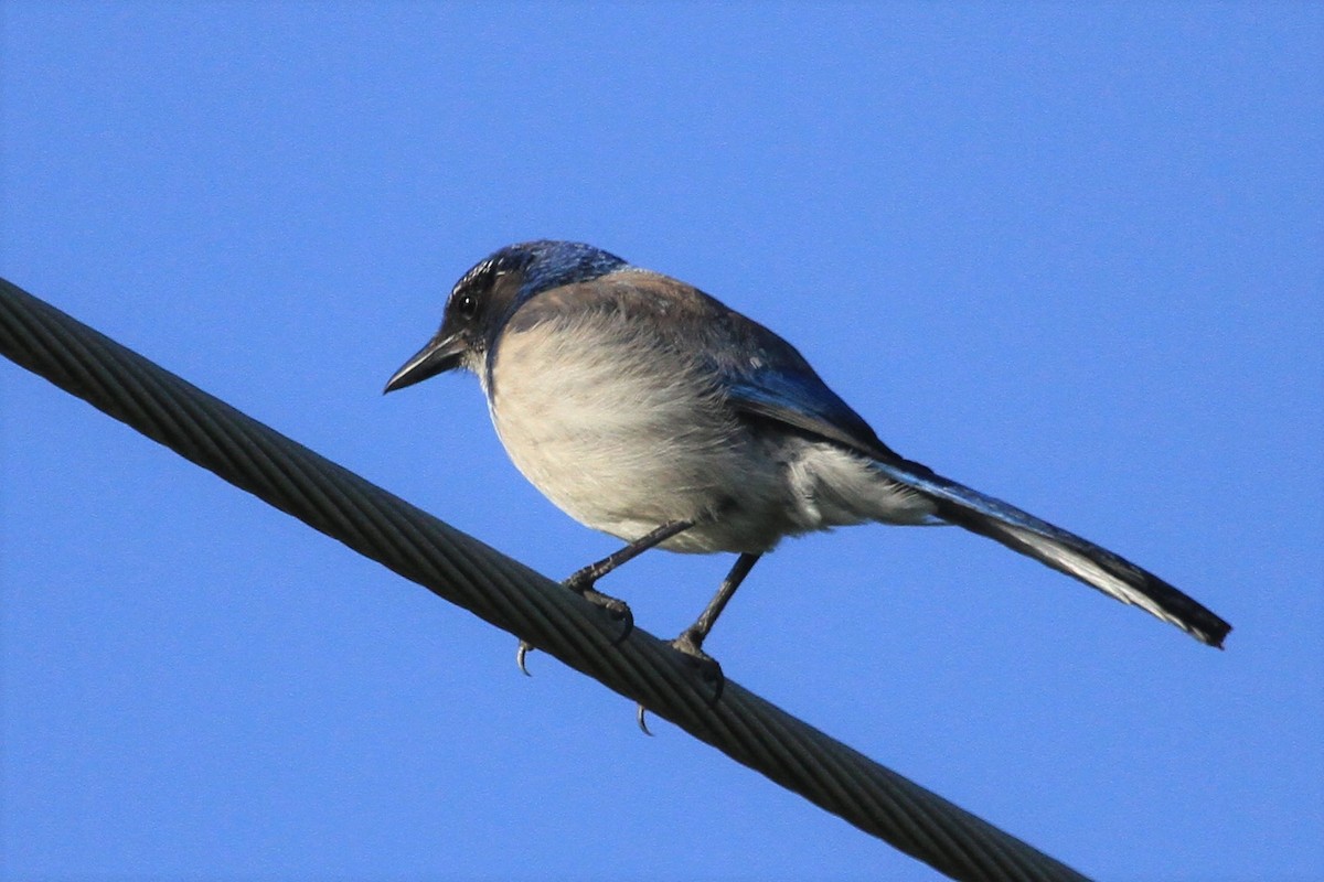 California Scrub-Jay - Kent Forward