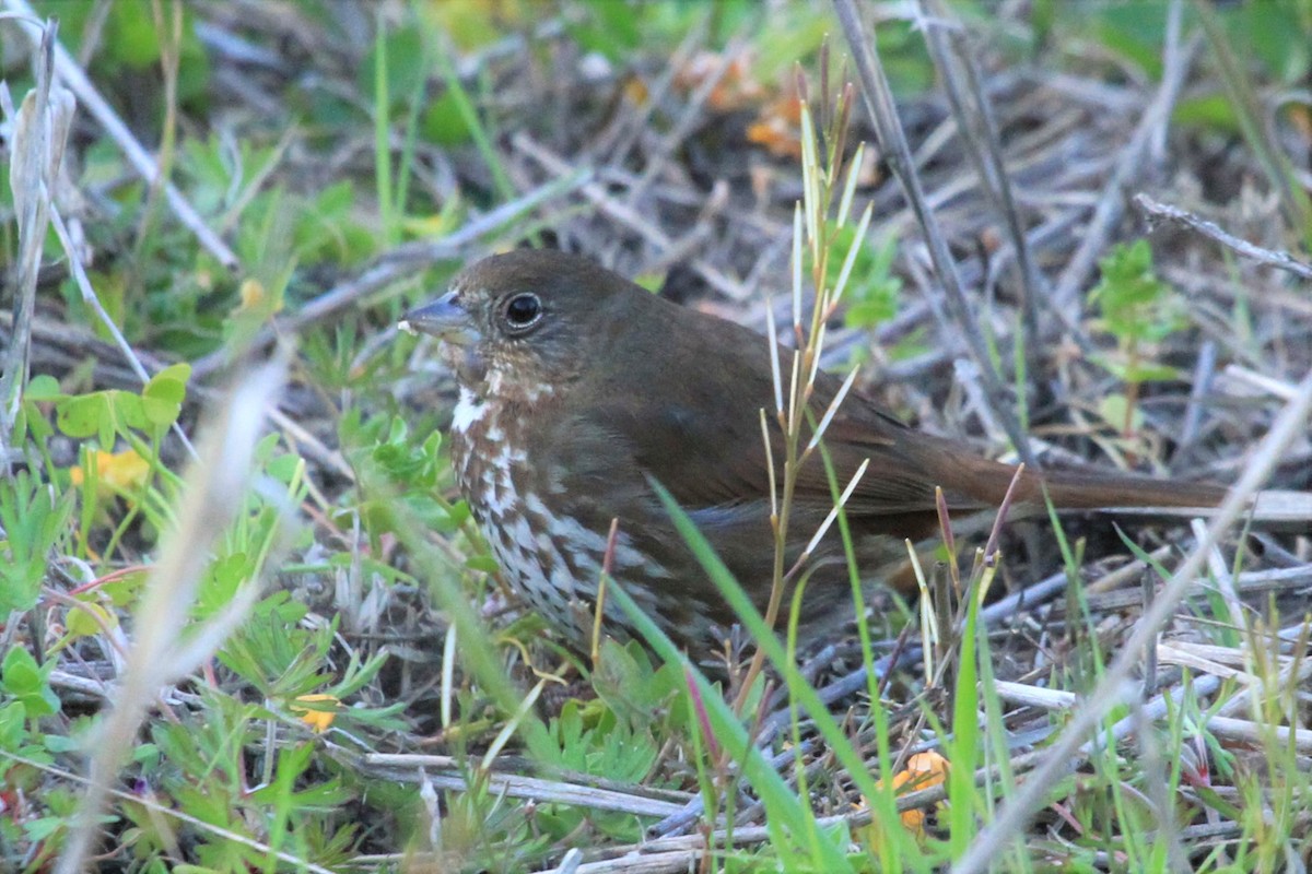 Fox Sparrow (Sooty) - ML324337561