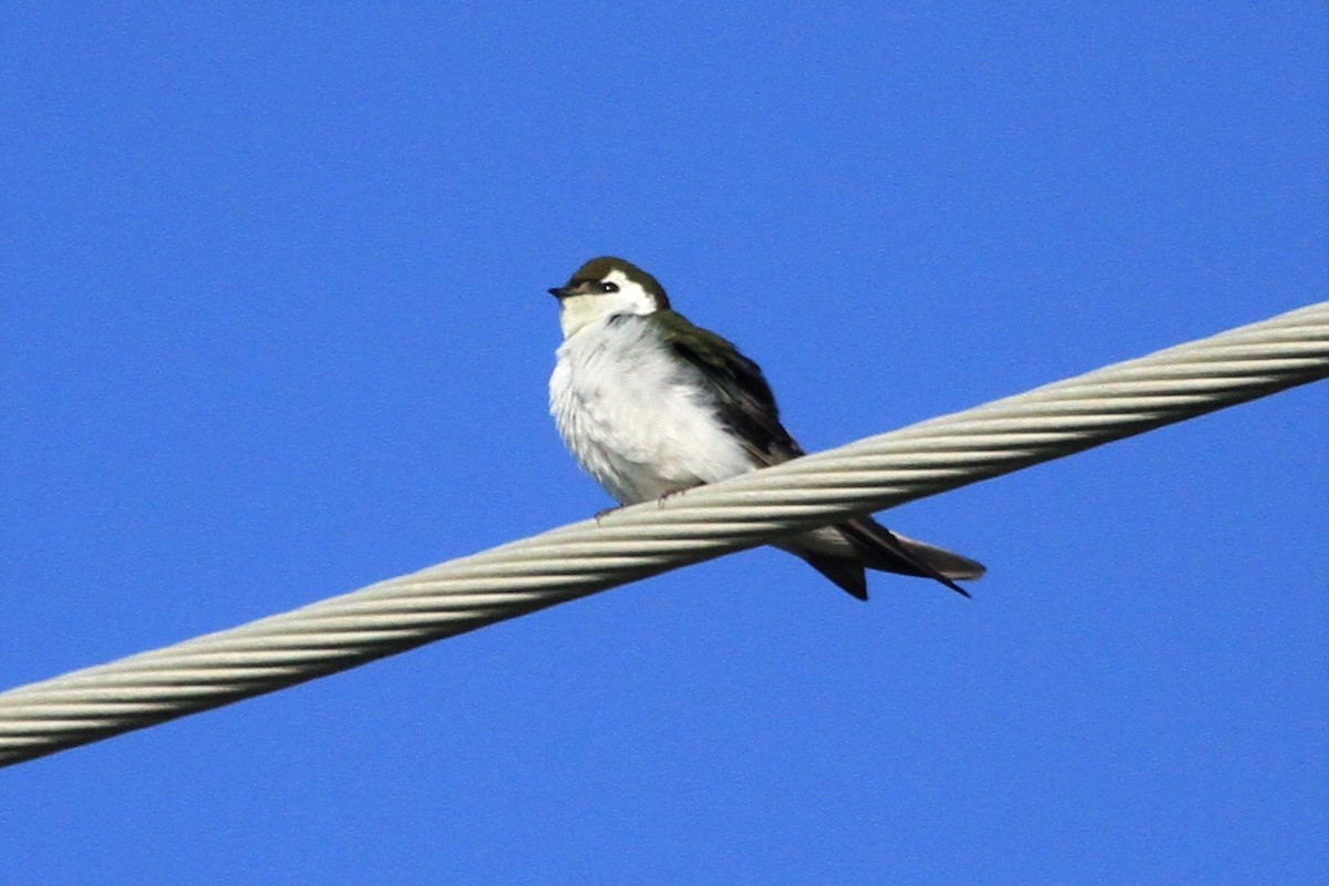 Hirondelle à face blanche - ML324337581