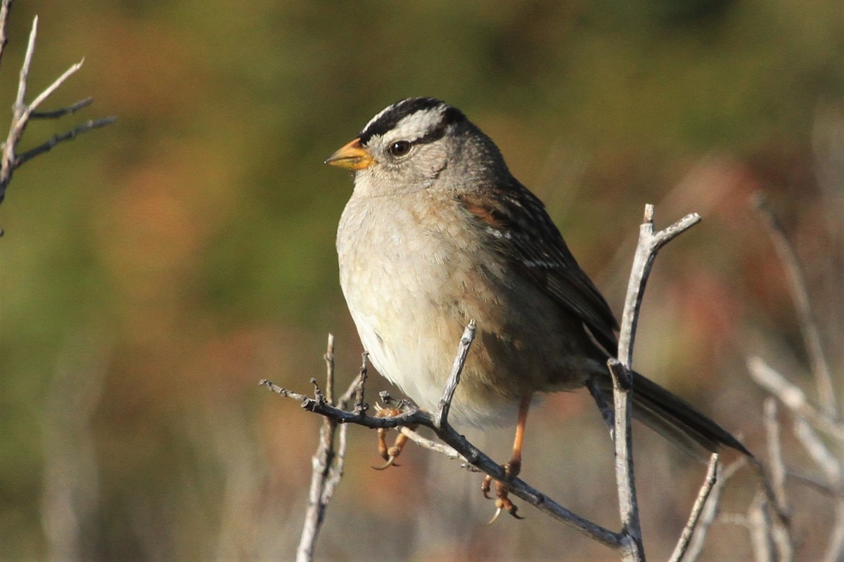 Bruant à couronne blanche - ML324337891