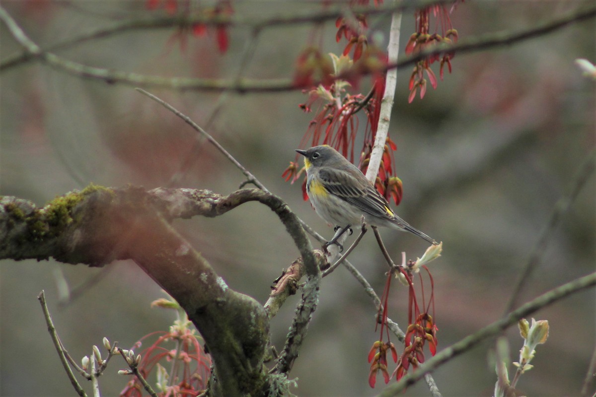 Yellow-rumped Warbler (Audubon's) - ML324338361
