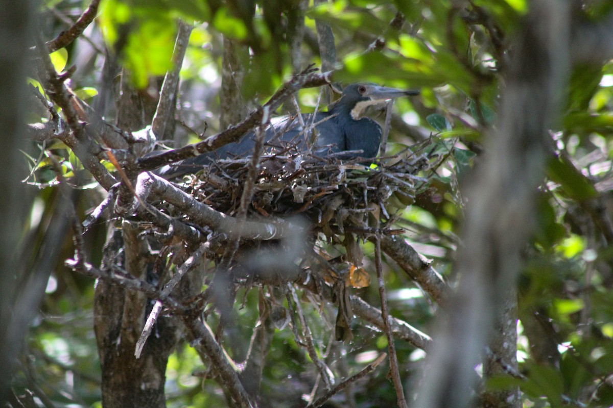Tricolored Heron - ML324338721