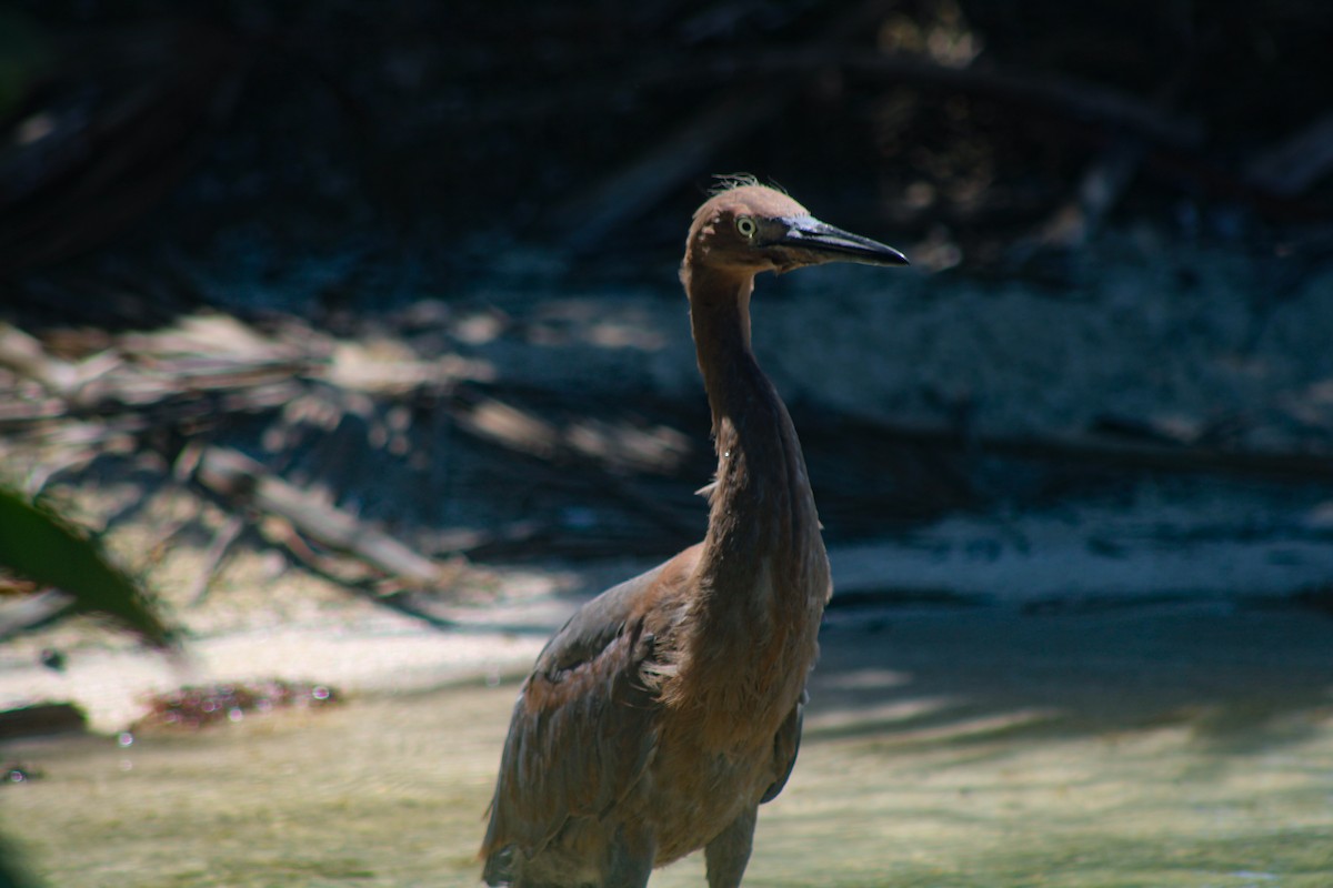 Reddish Egret - ML324338961