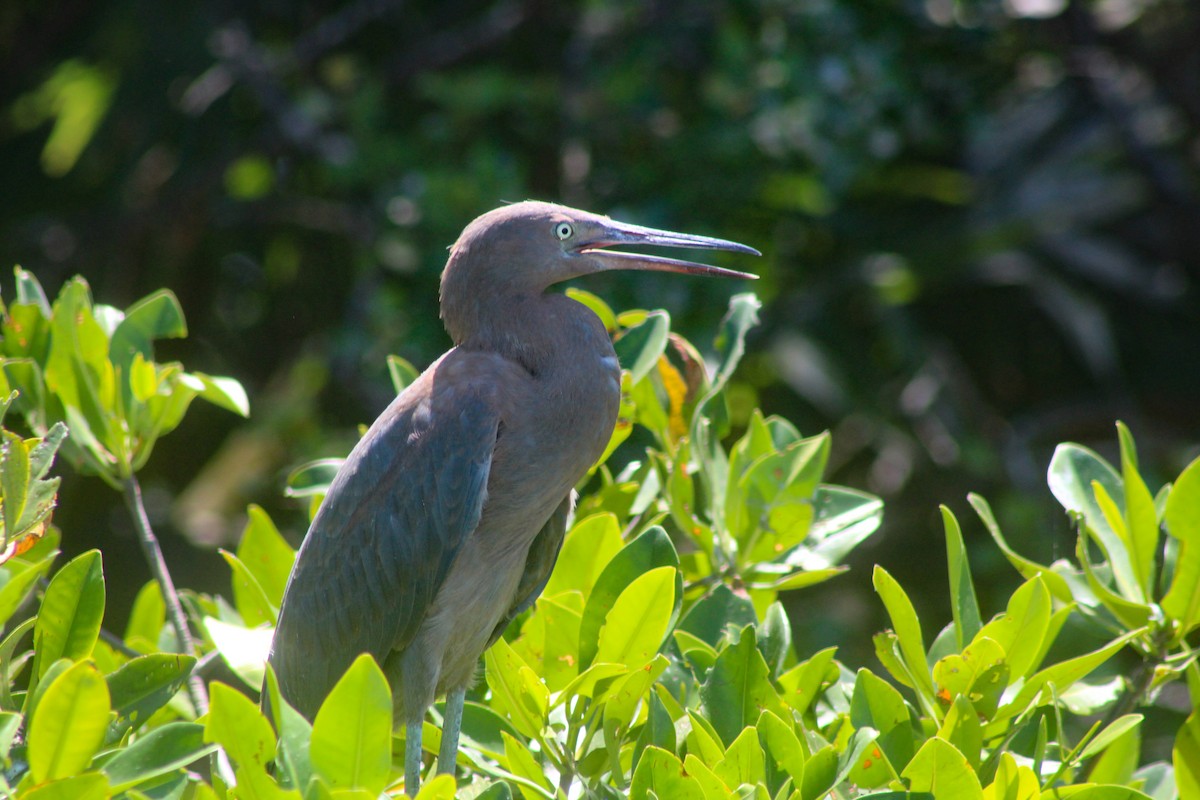 Reddish Egret - ML324339001