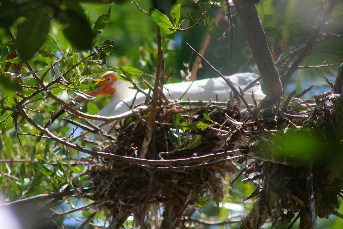 White Ibis - ML324339311
