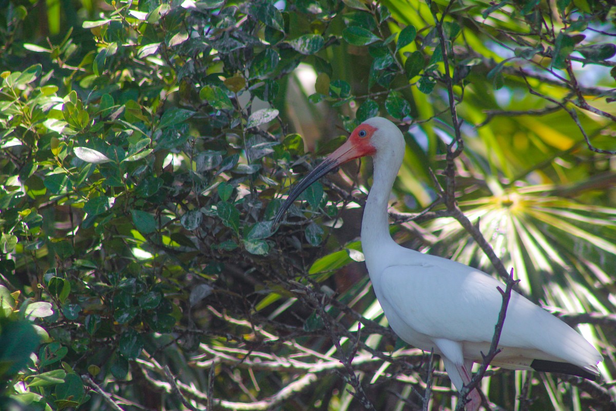 White Ibis - ML324339361