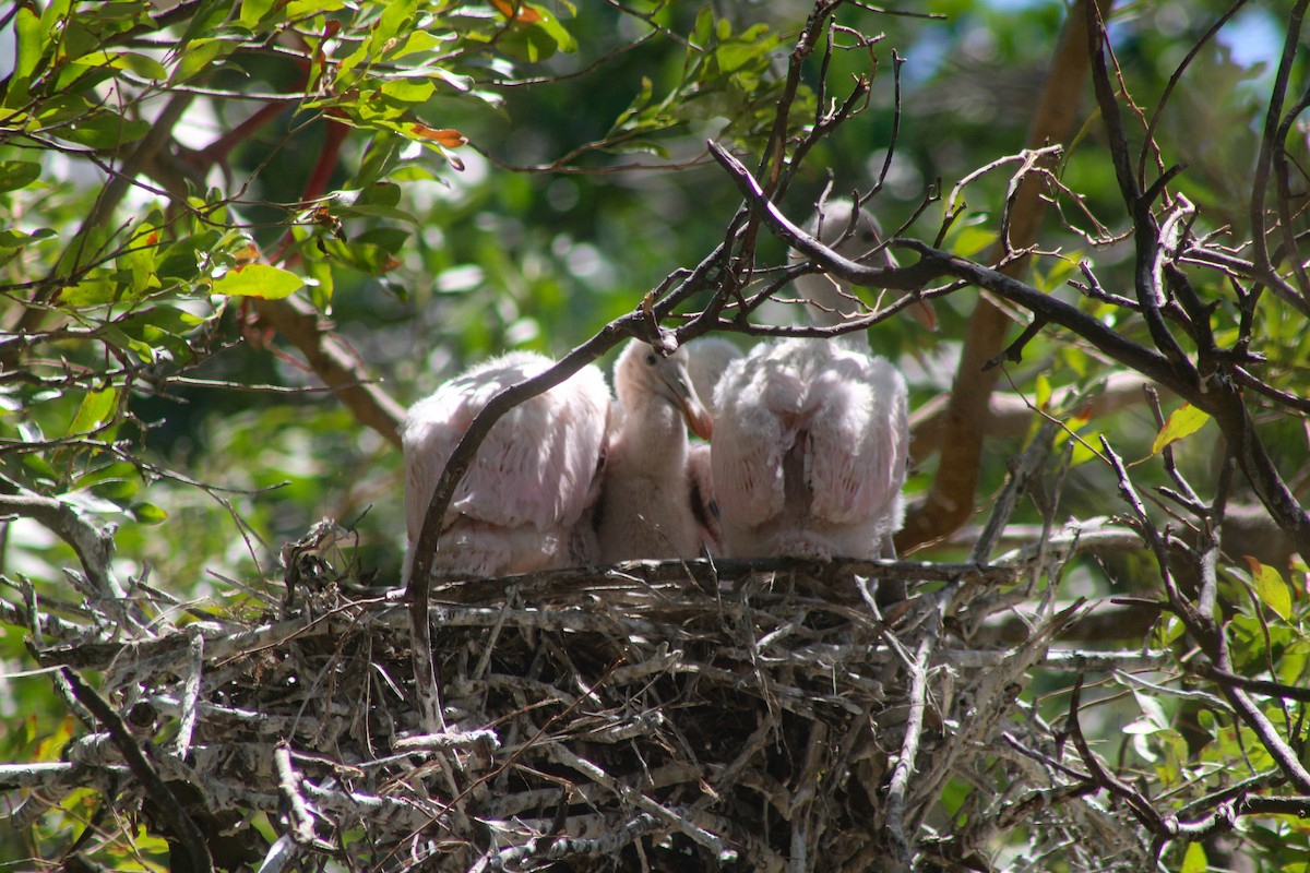 Roseate Spoonbill - ML324339381