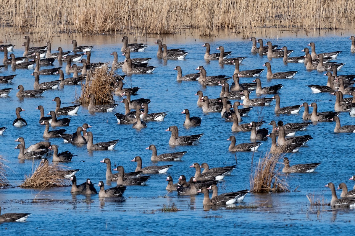 Greater White-fronted Goose - ML324339551