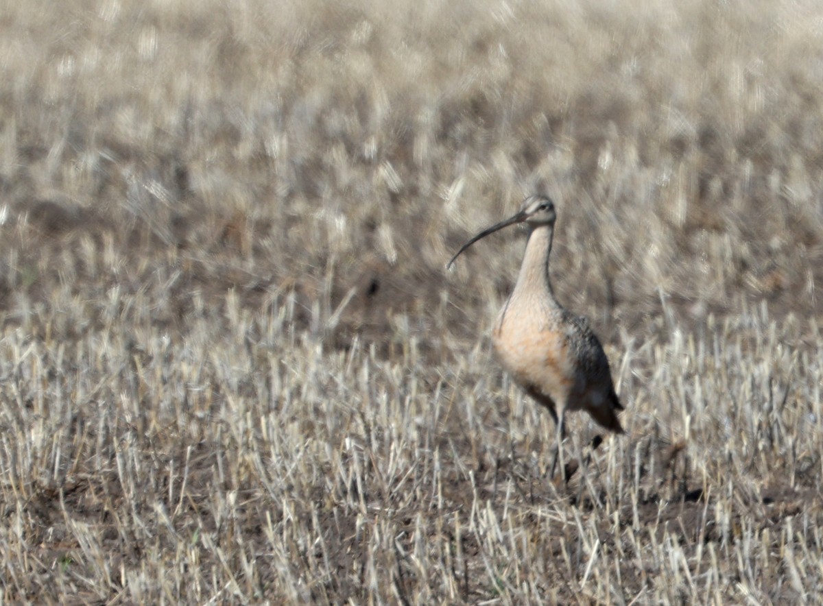 Long-billed Curlew - ML324339561