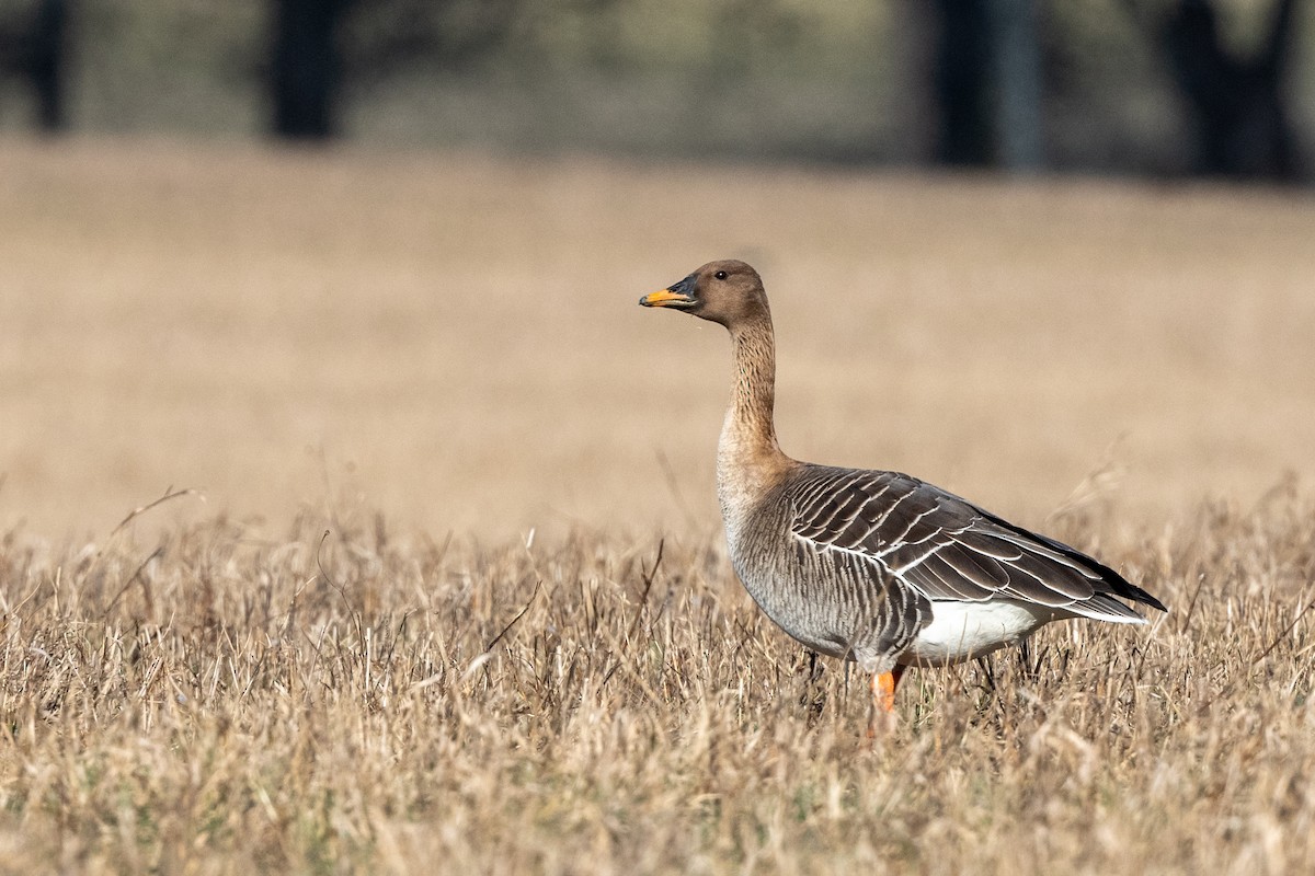 Taiga Bean-Goose - ML324339581