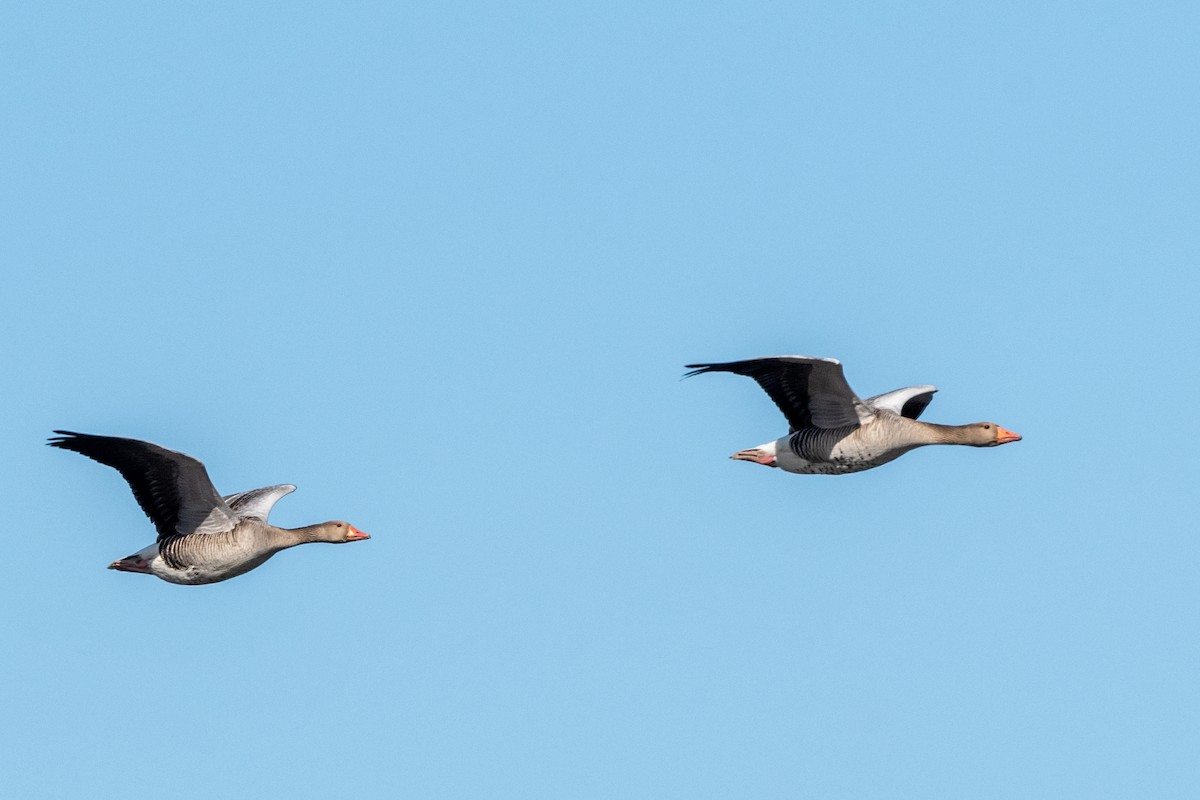 Graylag Goose - ML324339591