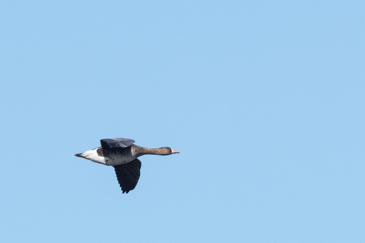 Greater White-fronted Goose - ML324339681