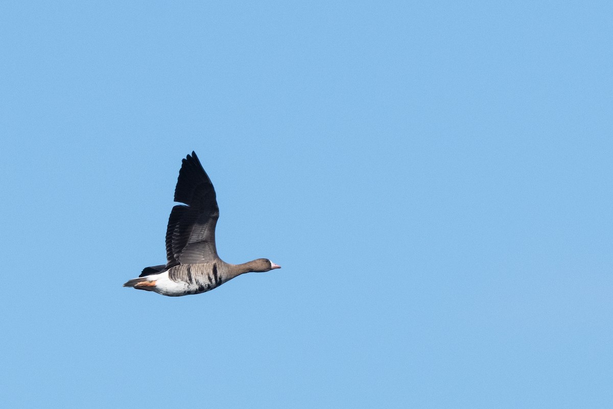 Greater White-fronted Goose - ML324339691