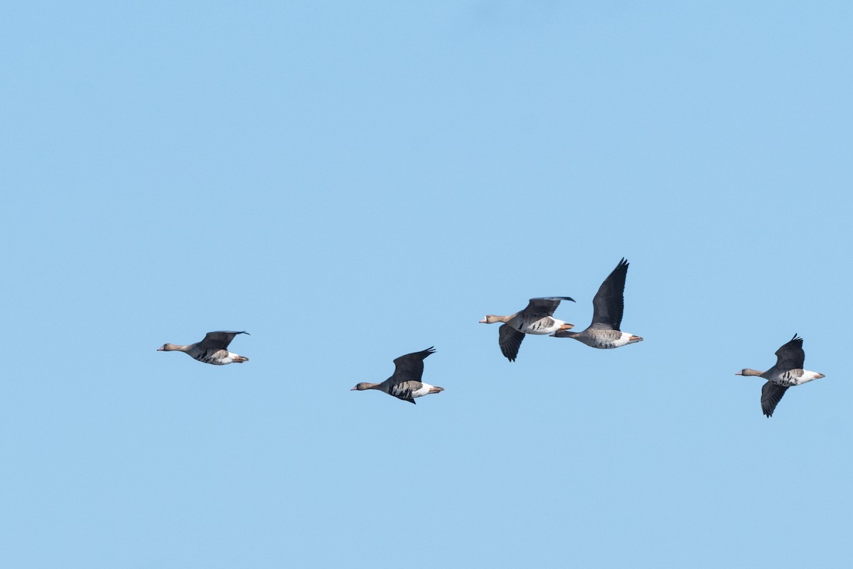 Greater White-fronted Goose - Hans Norelius