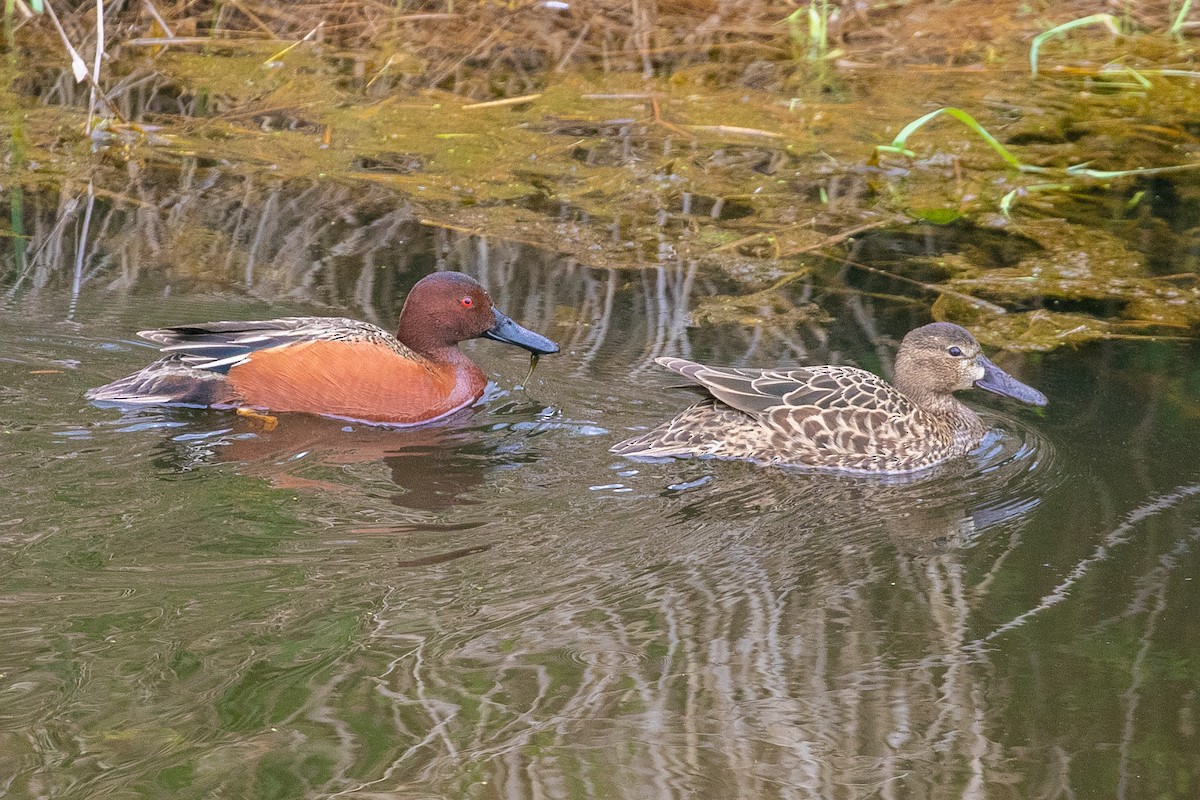 Cinnamon Teal - John Reynolds