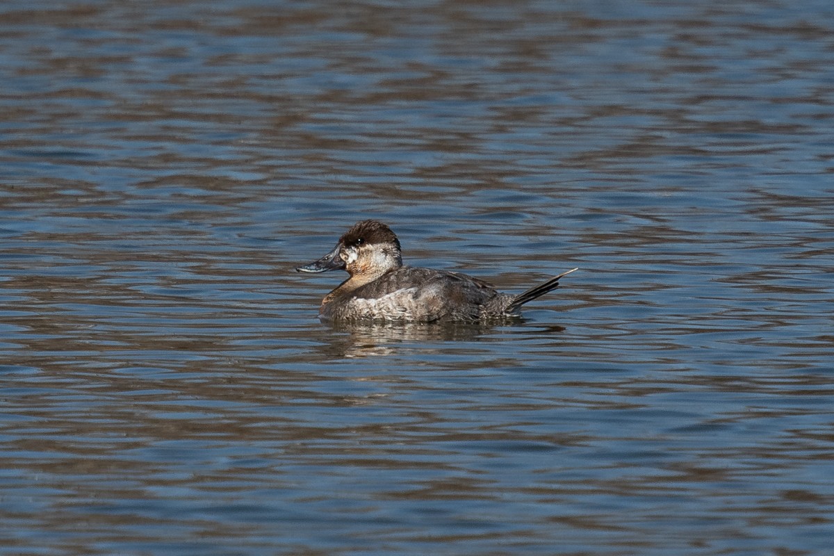 kachnice kaštanová - ML324340201