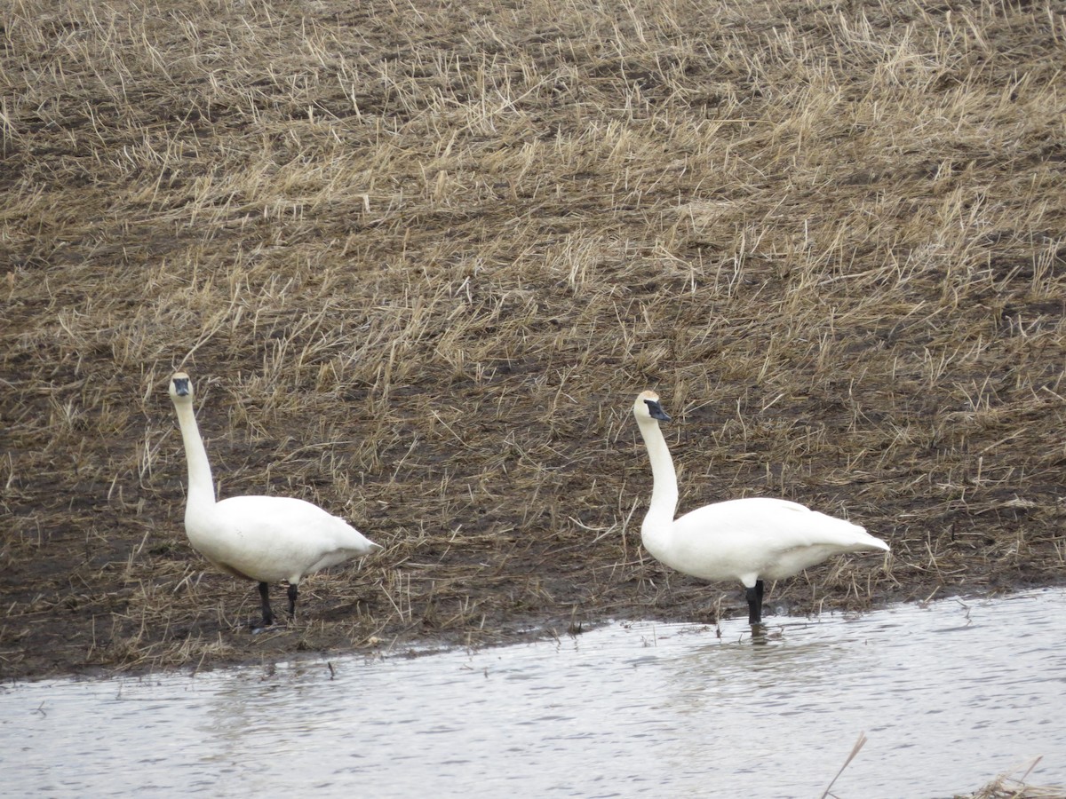 Trumpeter Swan - ML324340861