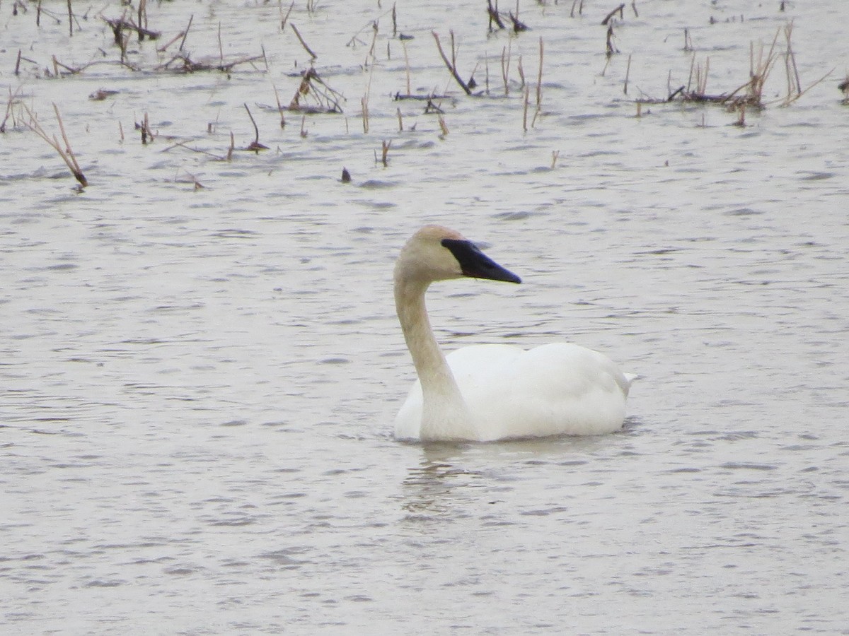 Trumpeter Swan - ML324341131