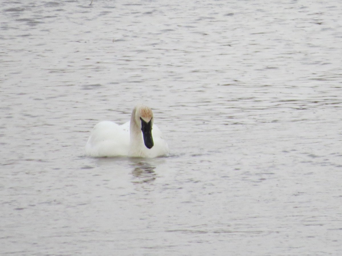 Trumpeter Swan - ML324341321