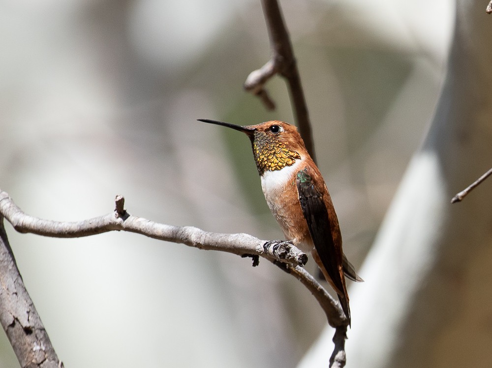 Rufous Hummingbird - ML324341571