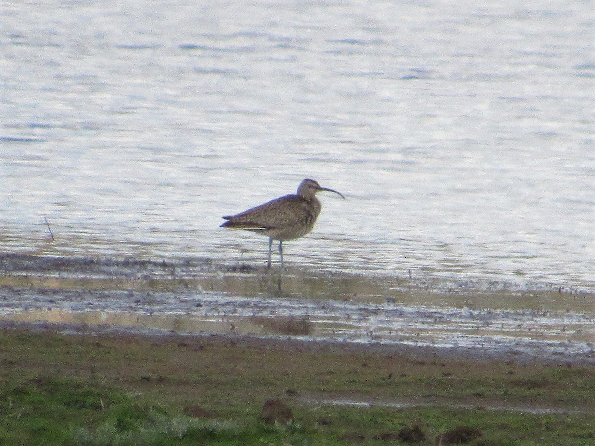 Whimbrel - ML324342241