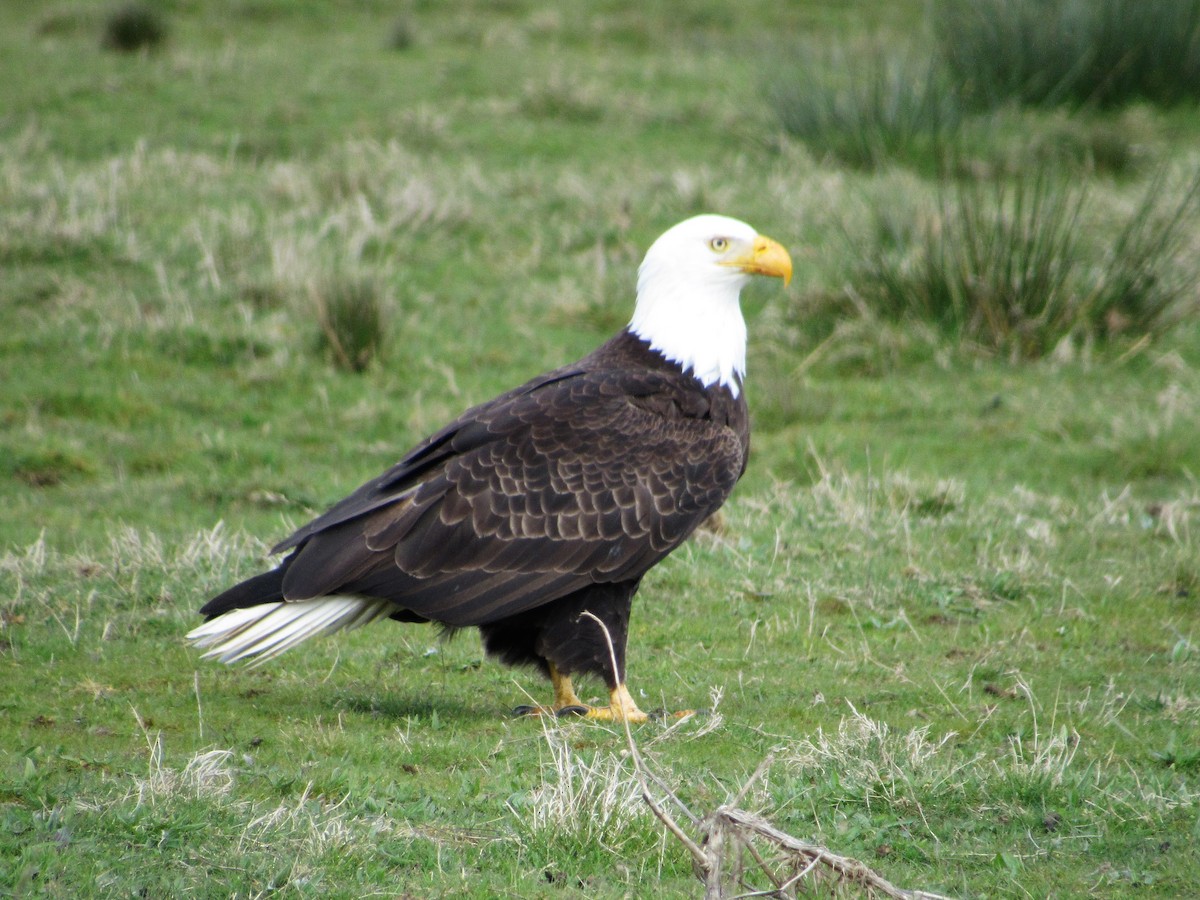 Bald Eagle - ML324342571