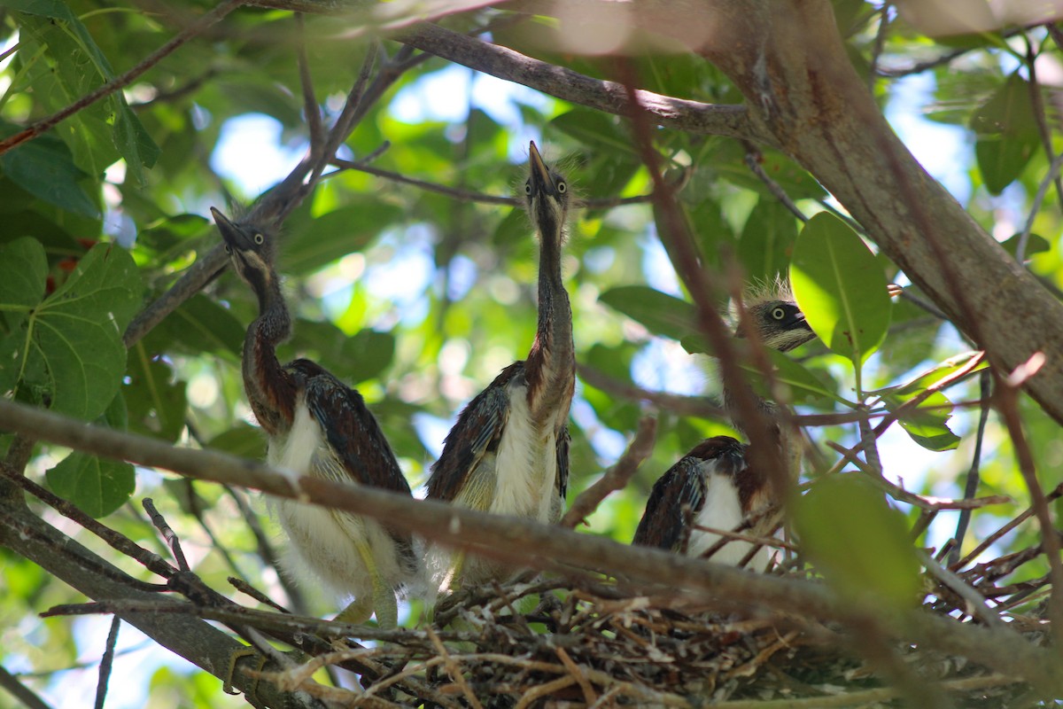 Tricolored Heron - ML324342791