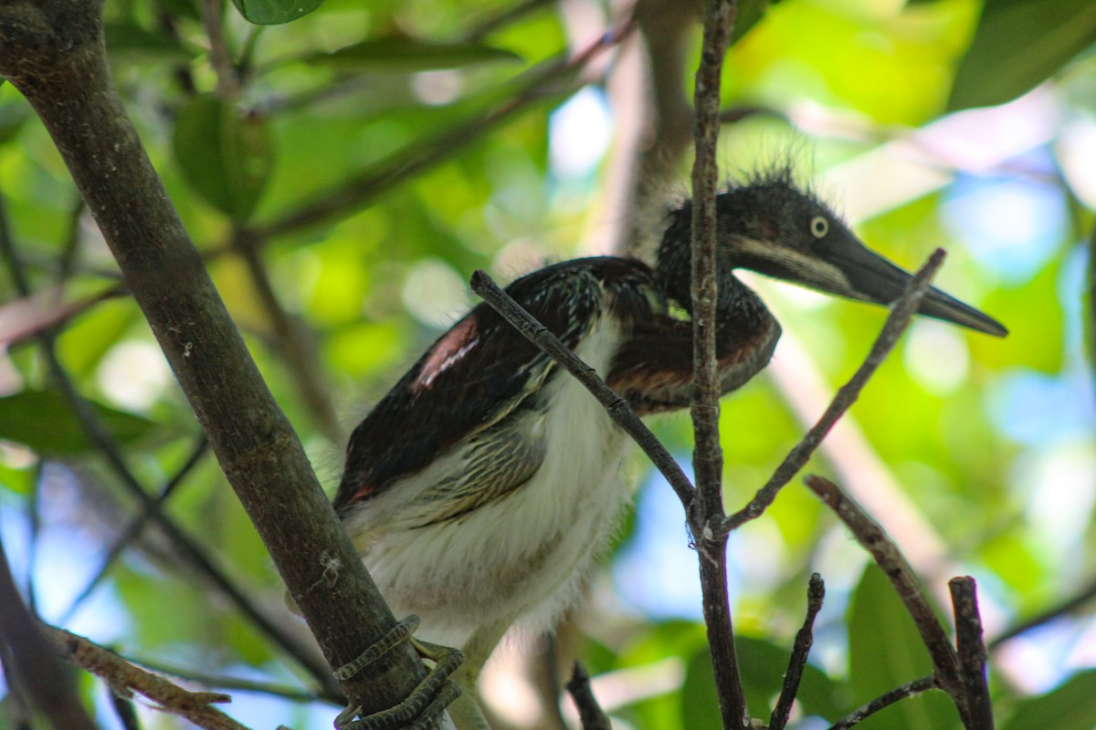 Tricolored Heron - ML324342891