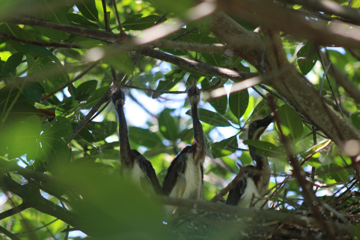 Tricolored Heron - ML324342901