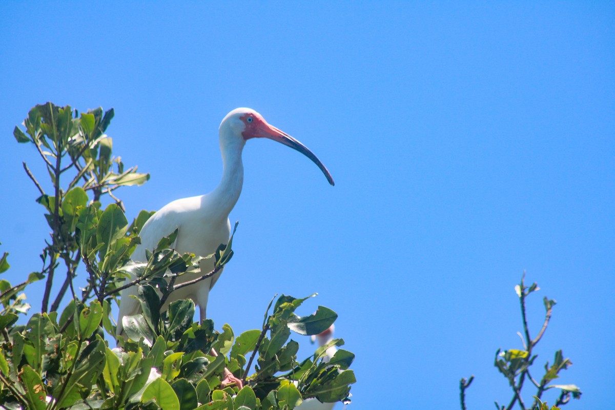 White Ibis - ML324343061