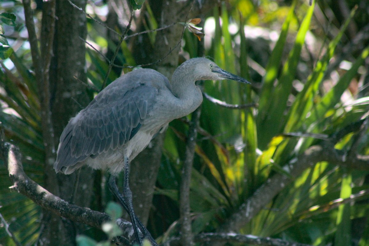 Reddish Egret - ML324343171